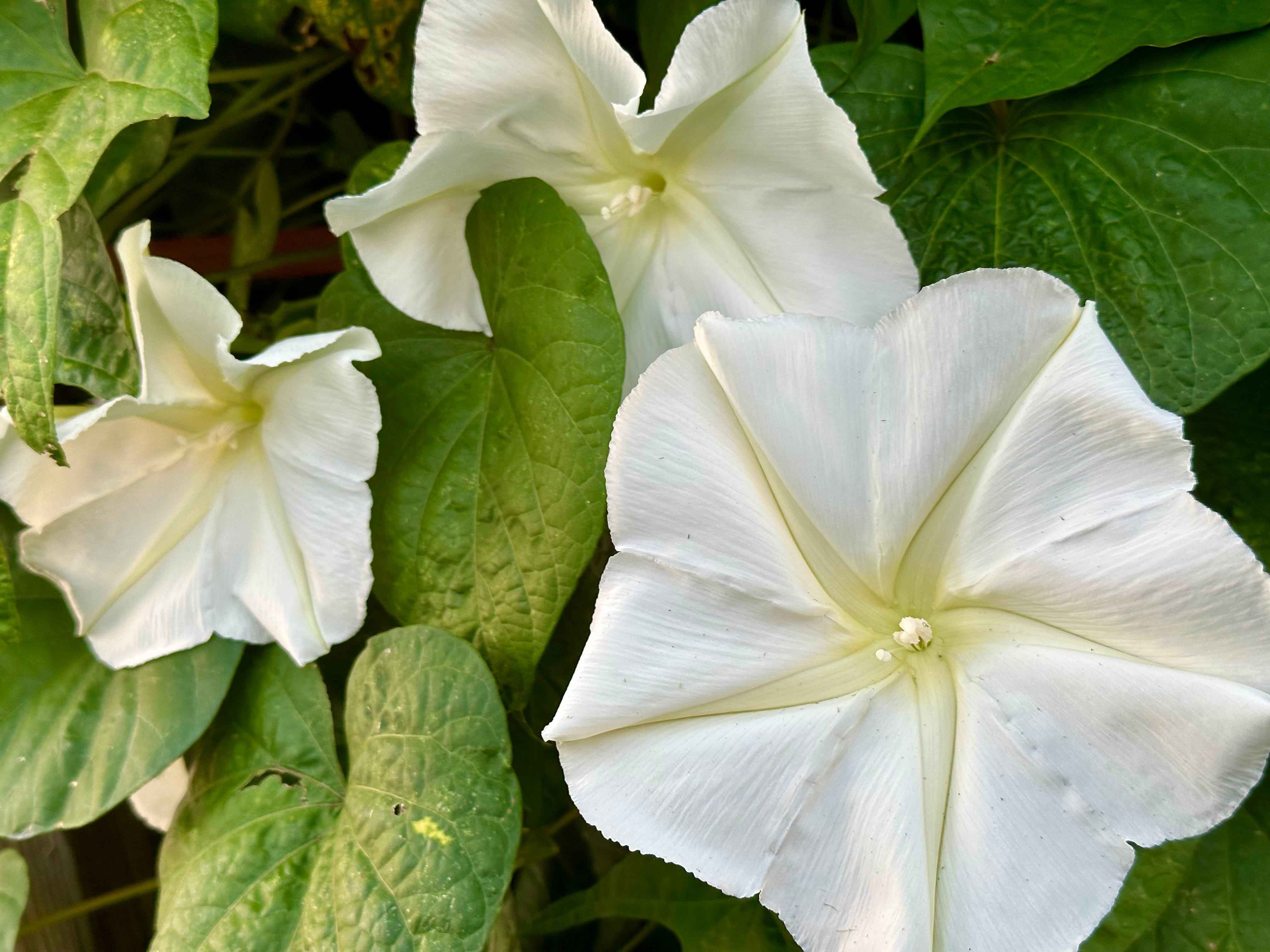 The Moonflower Monologue