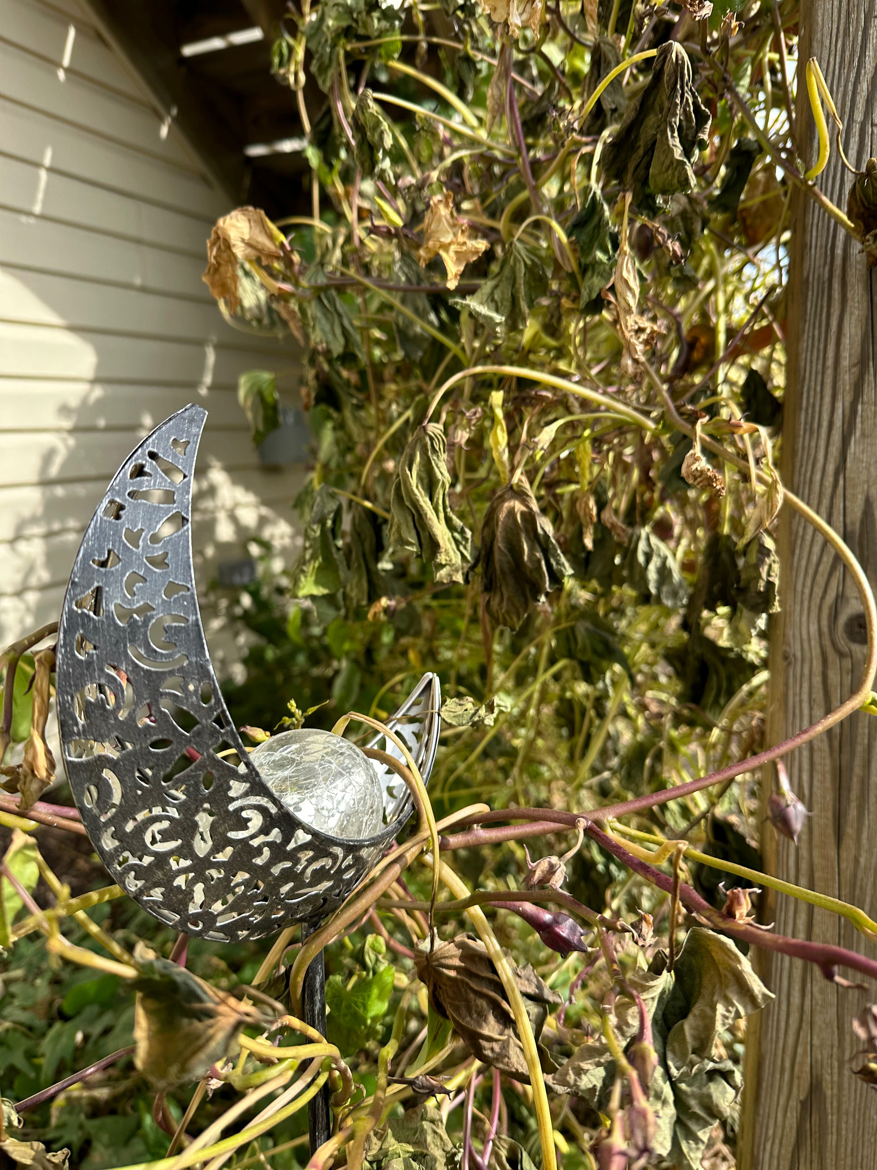 The Moonflower Monologue